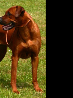 Tapeta ridgeback