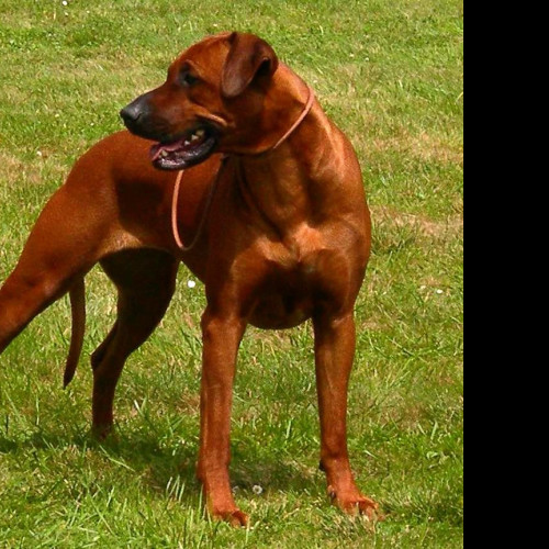 Tapeta ridgeback