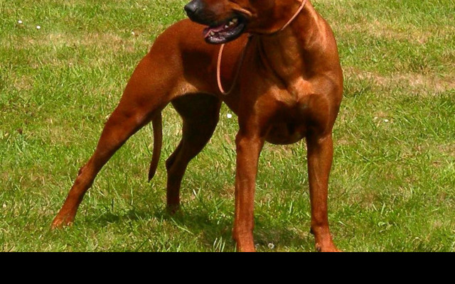 Tapeta ridgeback