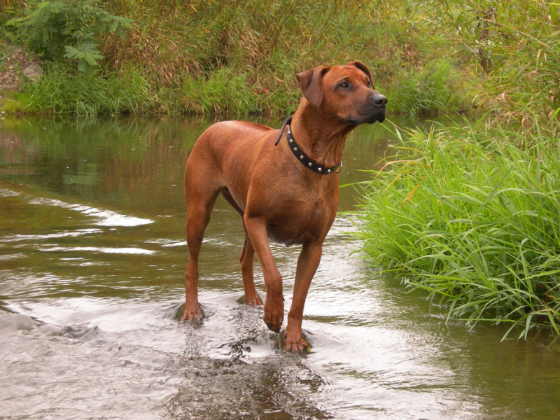 Tapeta ridgeback_v_potoce