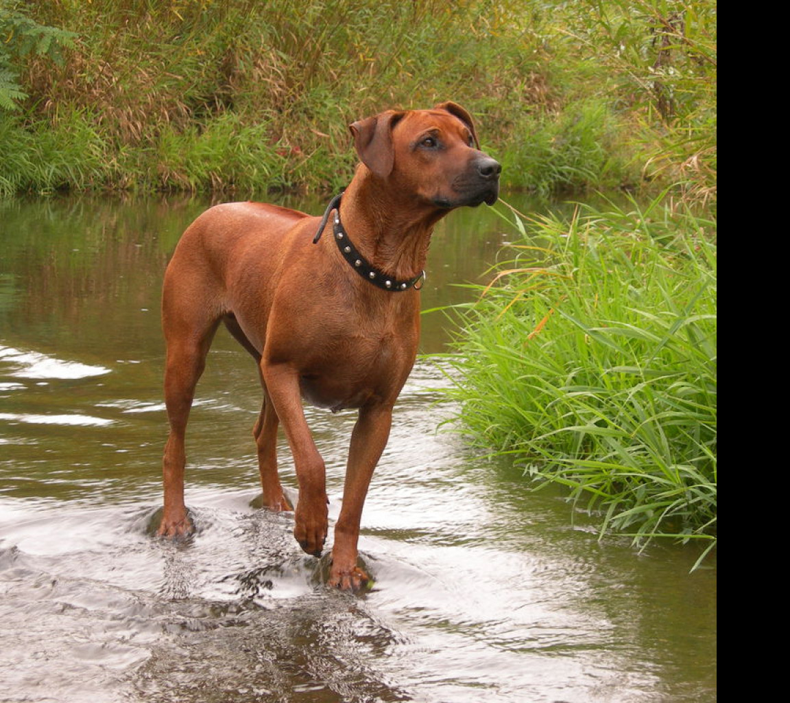 Tapeta ridgeback_v_potoce