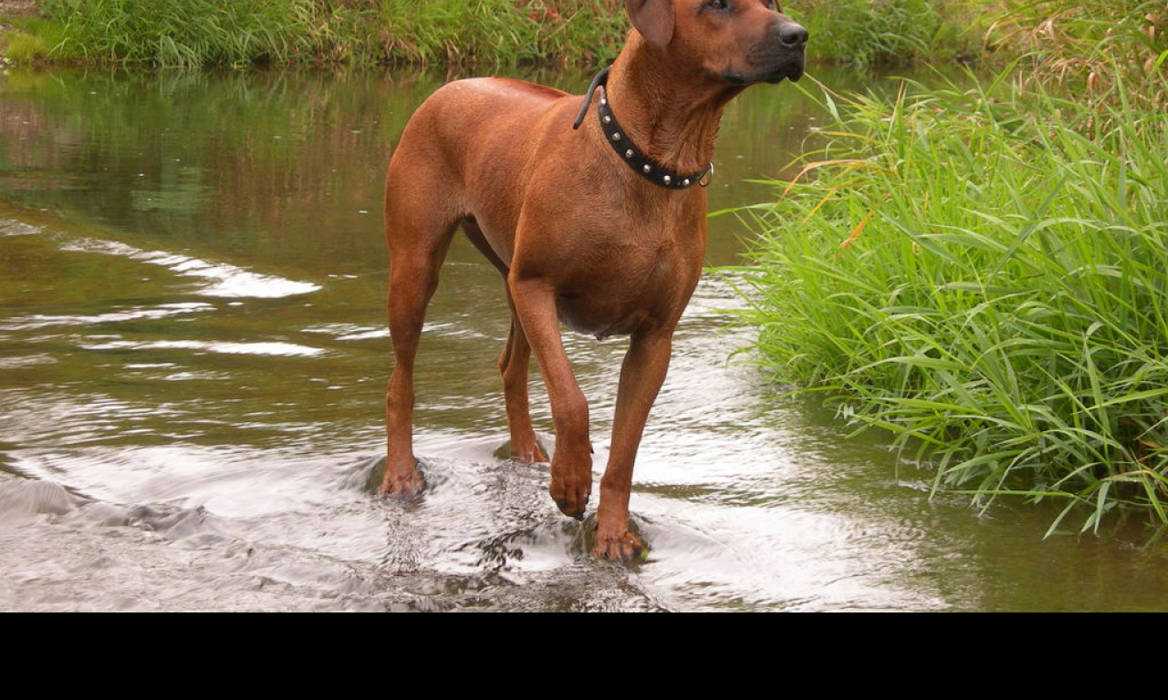 Tapeta ridgeback_v_potoce