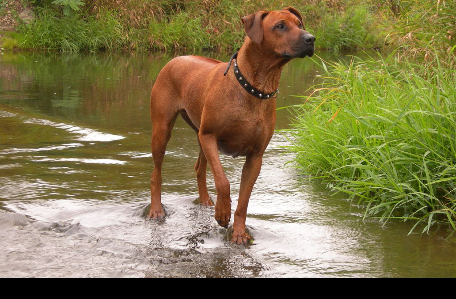 Tapeta ridgeback_v_potoce