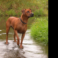 Tapeta ridgeback_v_potoce