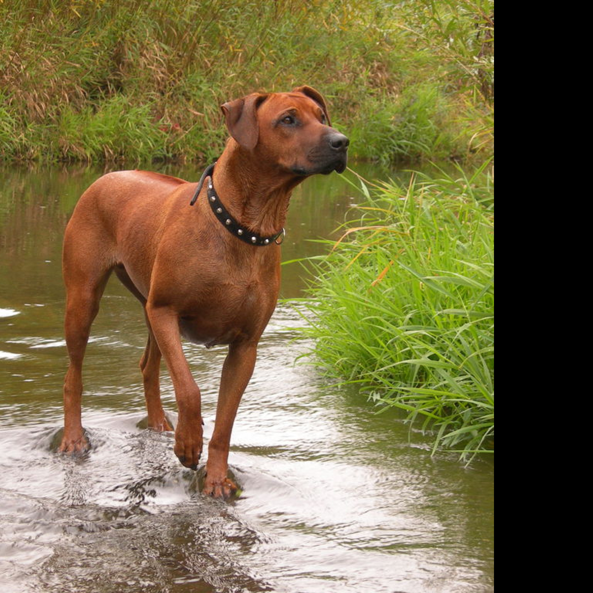 Tapeta ridgeback_v_potoce