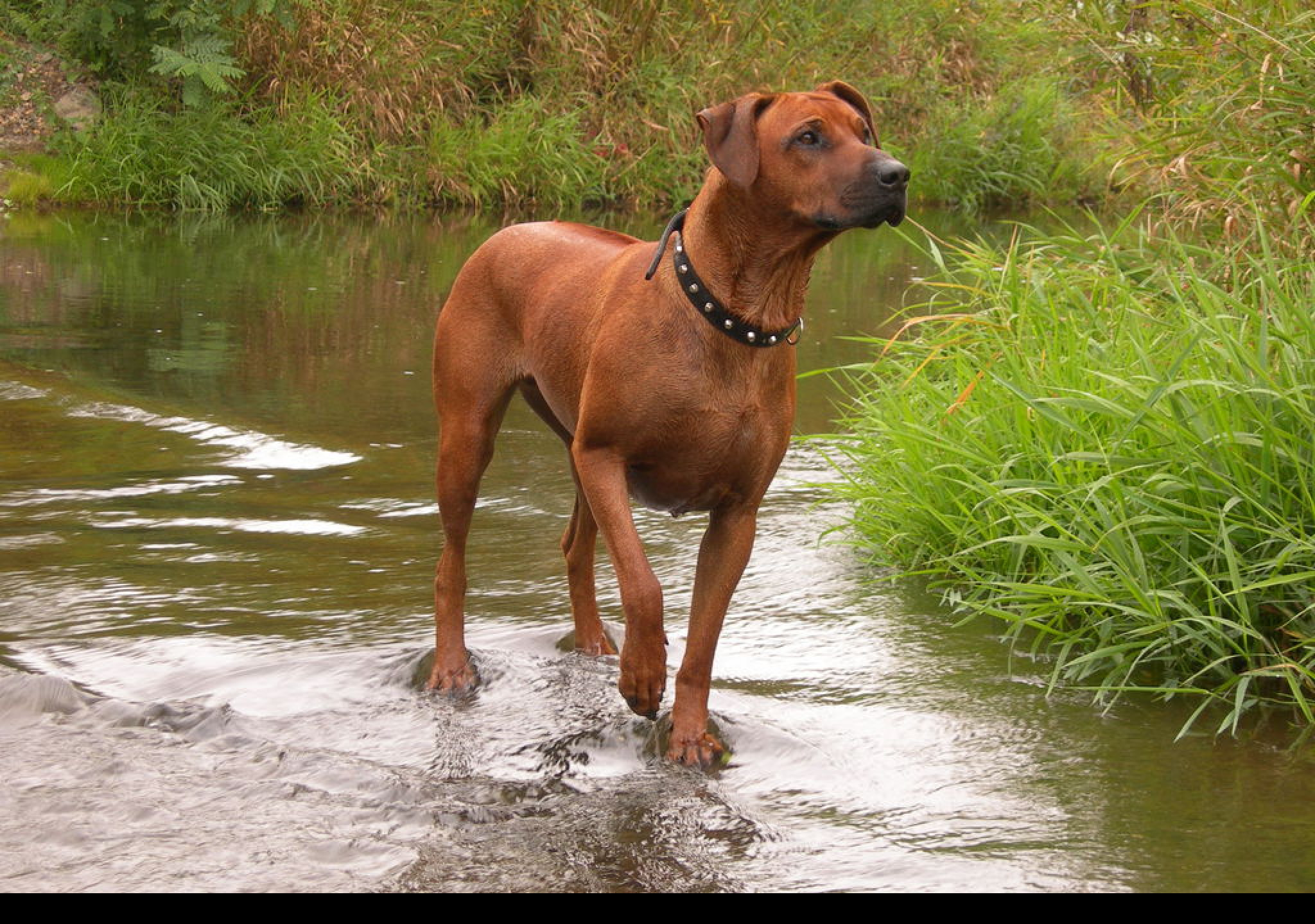 Tapeta ridgeback_v_potoce