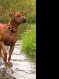 Tapeta ridgeback_v_potoce