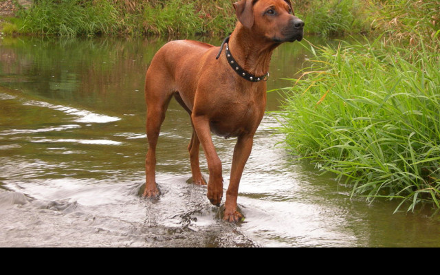 Tapeta ridgeback_v_potoce