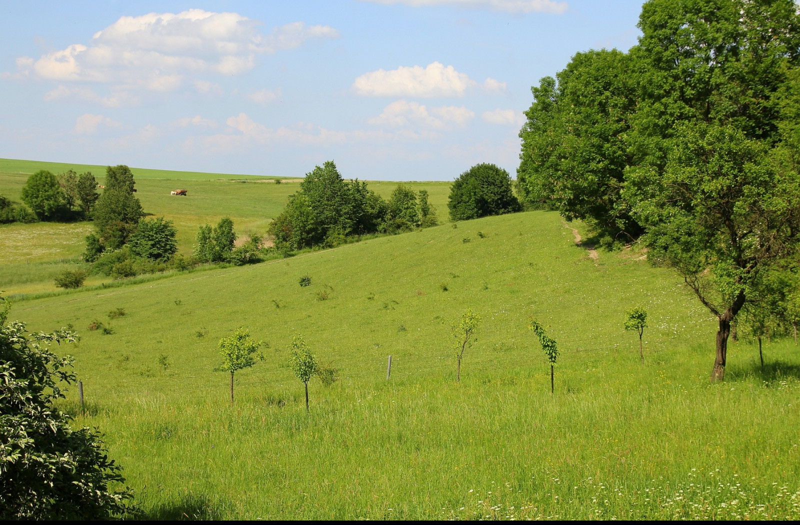 Tapeta rohozna