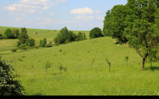 Tapeta rohozna