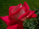 Tapeta rosa  na růži