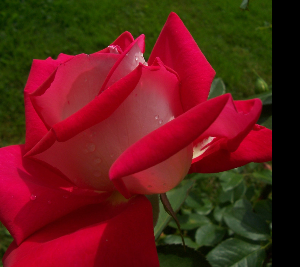 Tapeta rosa__na_ruzi