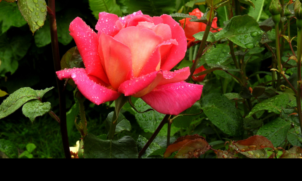 Tapeta rosa_na_ruzi