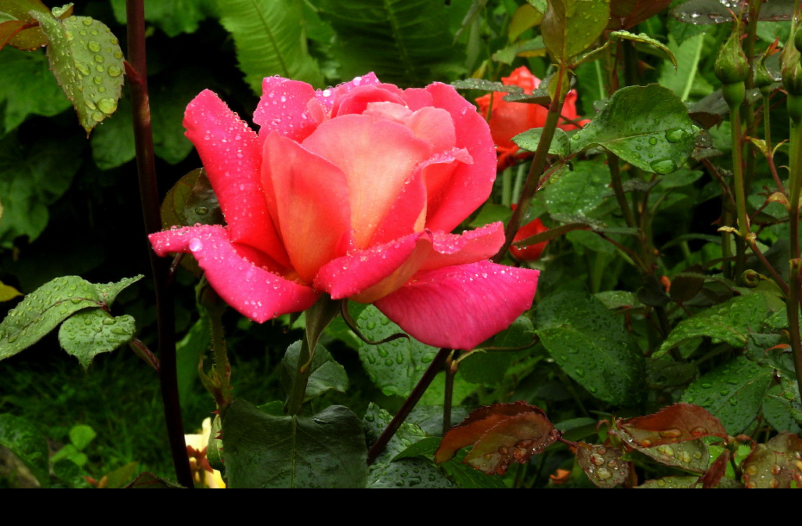 Tapeta rosa_na_ruzi