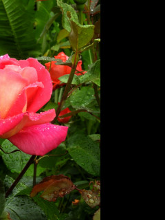 Tapeta rosa_na_ruzi
