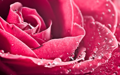Tapeta: Rose roses