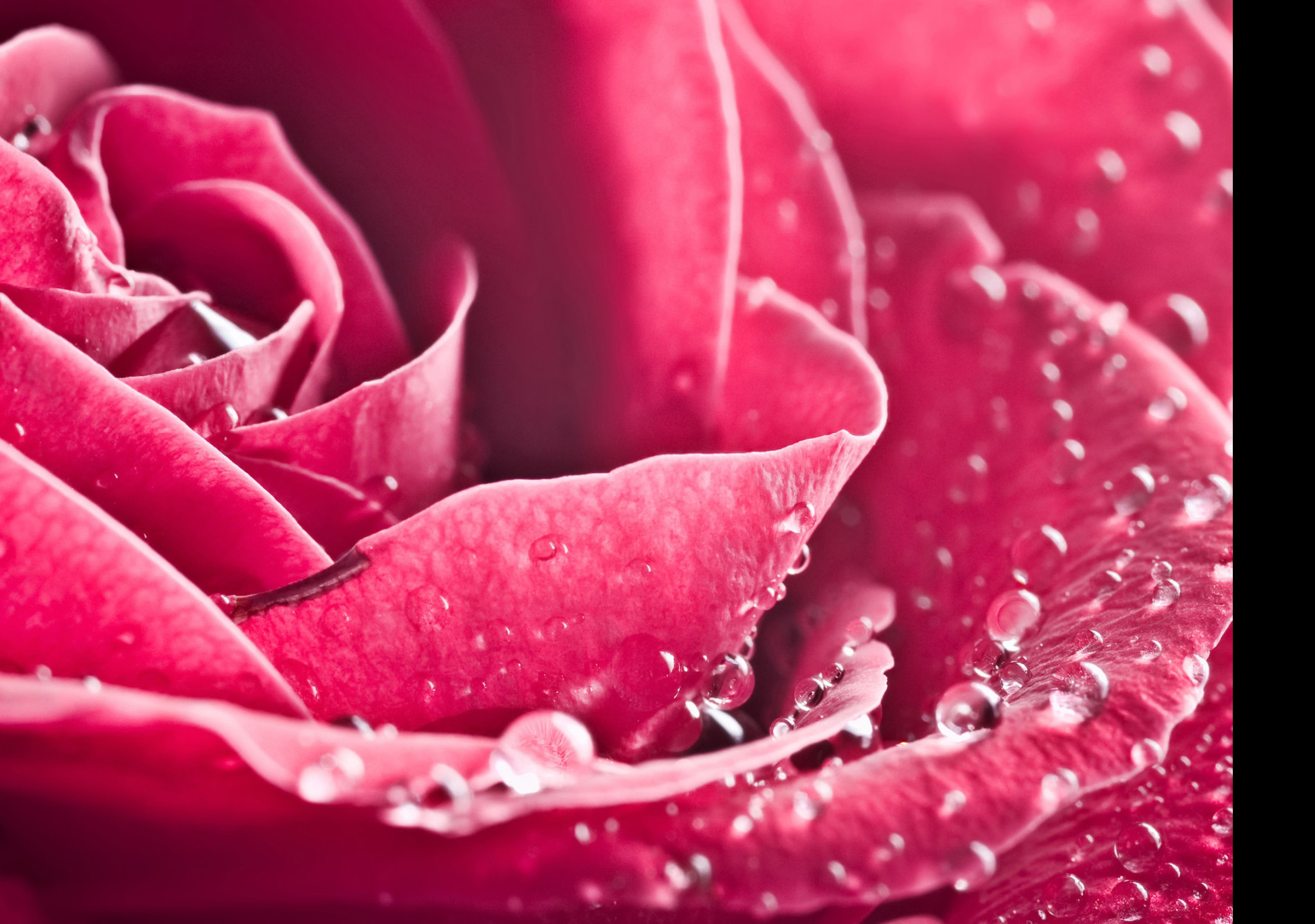 Tapeta rose_roses