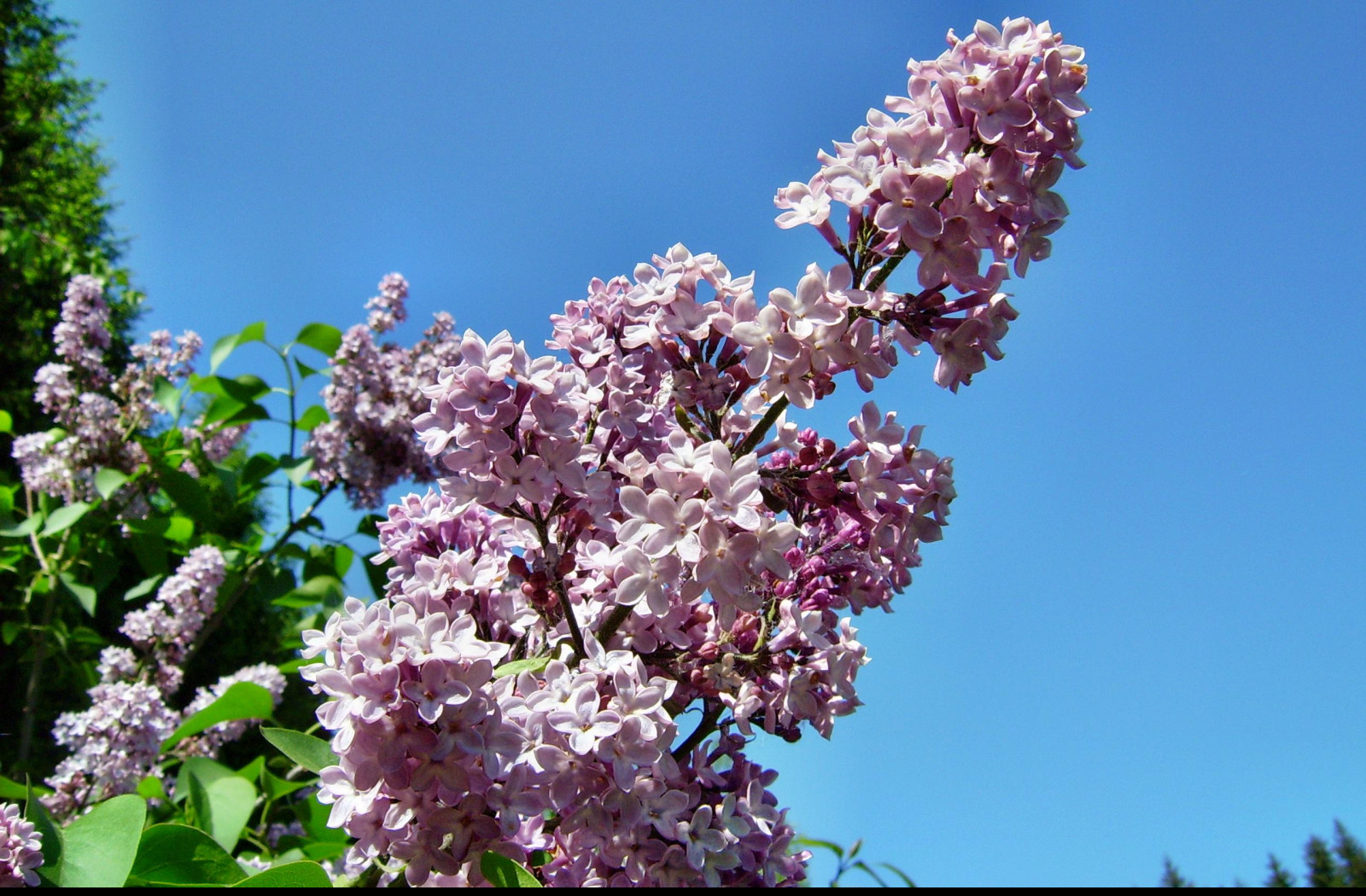 Tapeta rozkvetly_serik