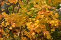 Tapeta Rozzářený podzim