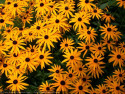 Tapeta Rudbeckia