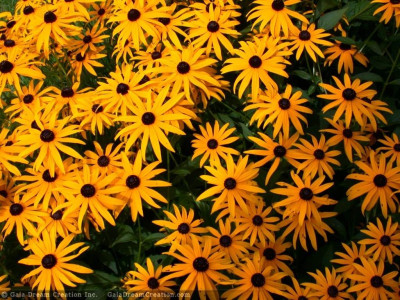 Tapeta: Rudbeckia