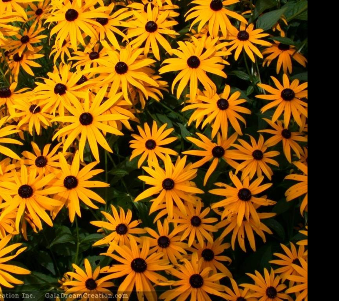 Tapeta rudbeckia