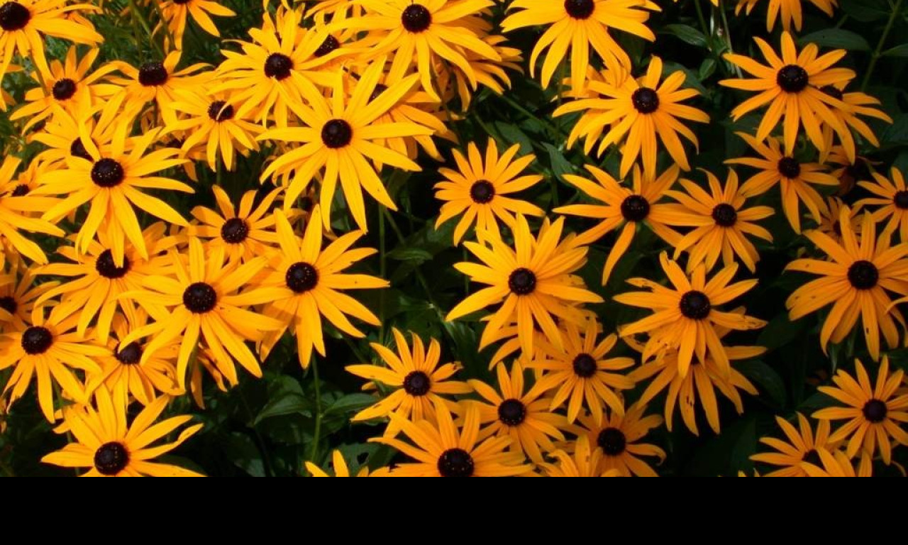 Tapeta rudbeckia