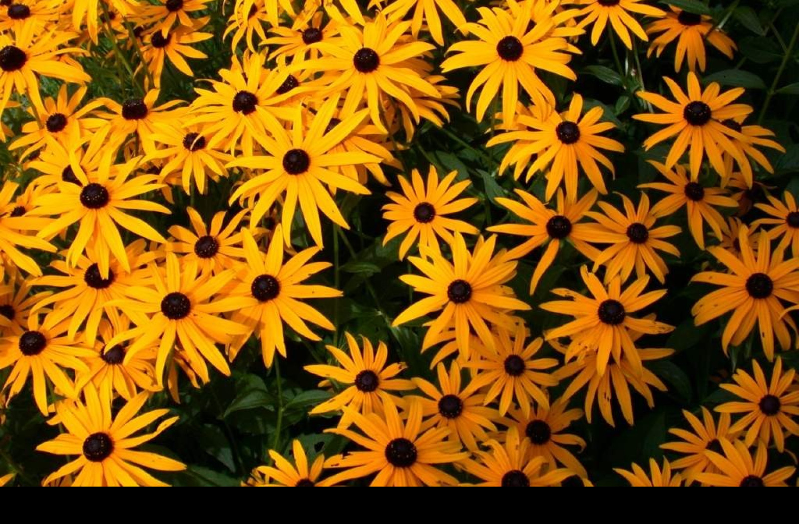 Tapeta rudbeckia