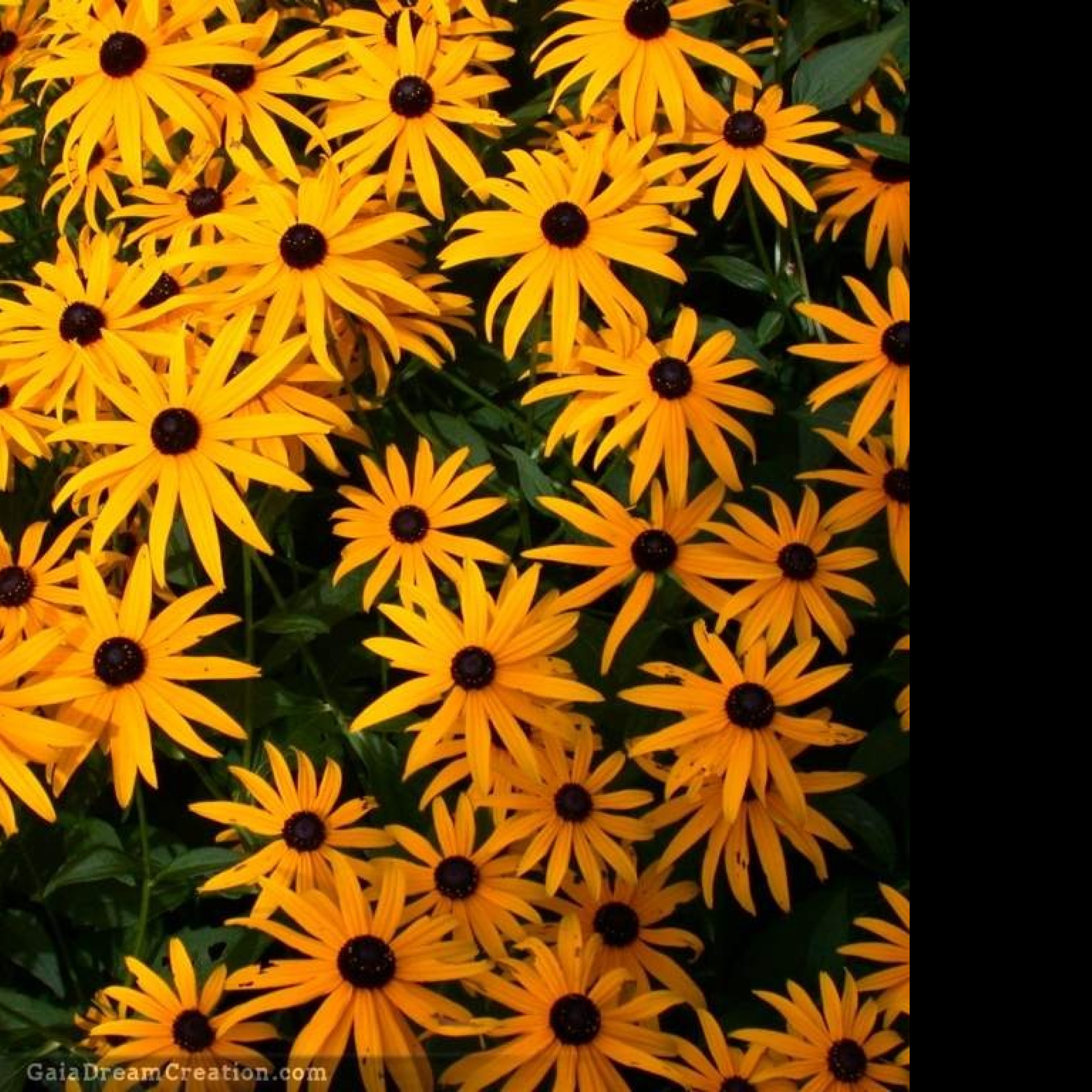 Tapeta rudbeckia