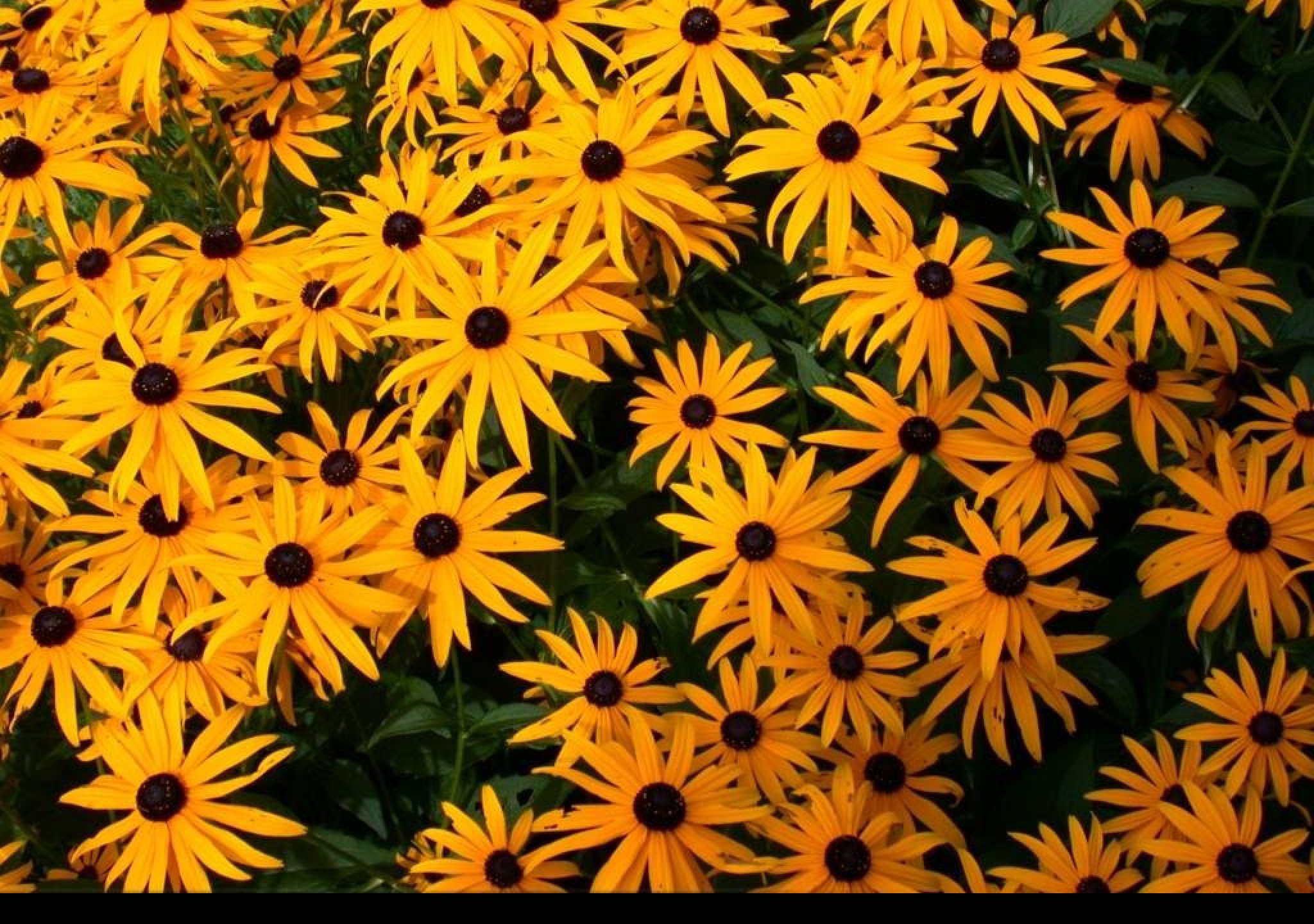 Tapeta rudbeckia