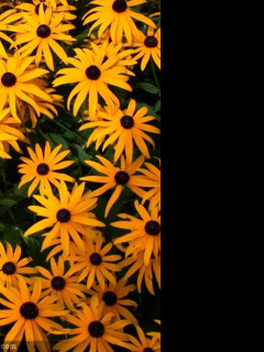 Tapeta rudbeckia