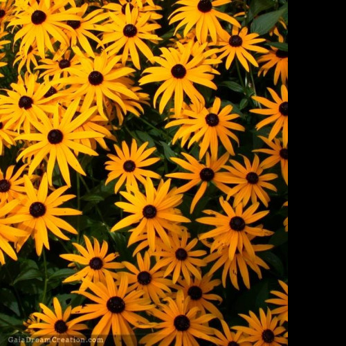 Tapeta rudbeckia