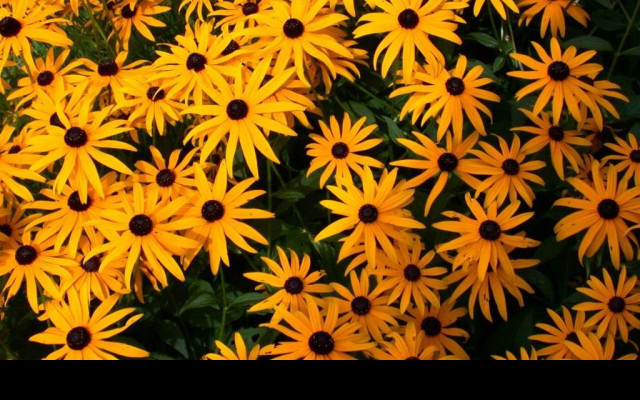 Tapeta rudbeckia