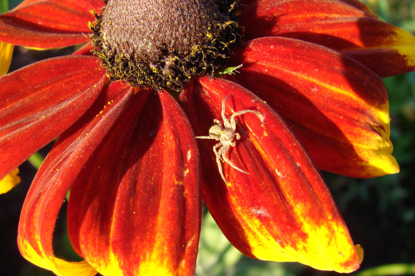 Tapeta rudbekia