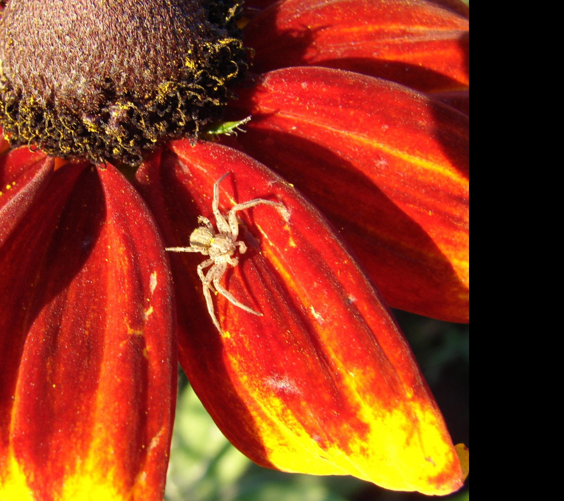 Tapeta rudbekia