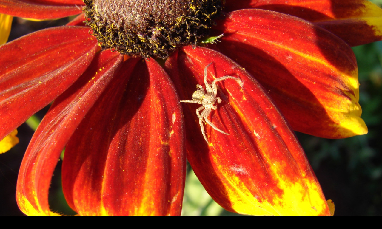 Tapeta rudbekia