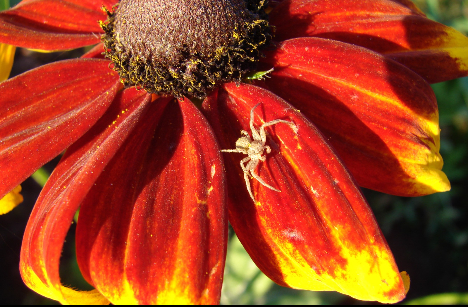 Tapeta rudbekia