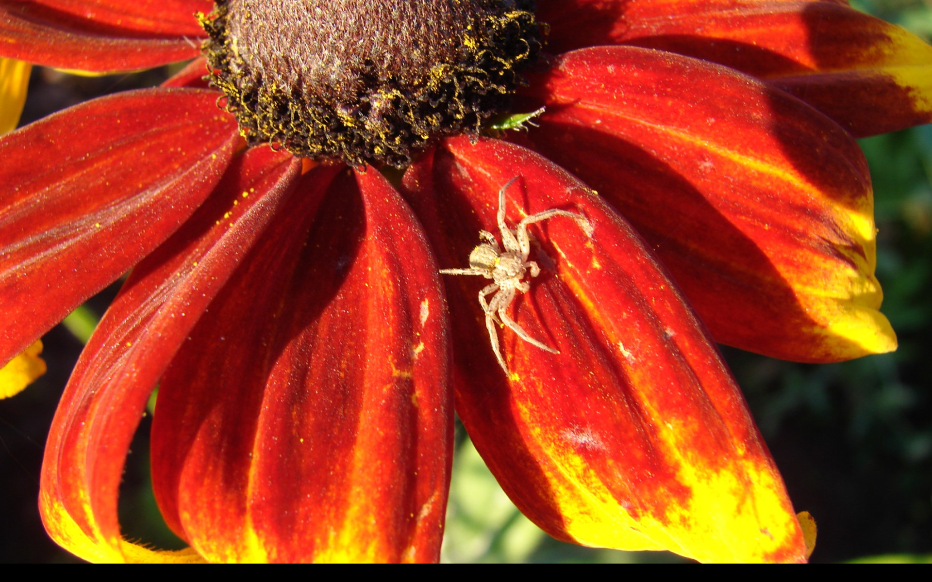 Tapeta rudbekia