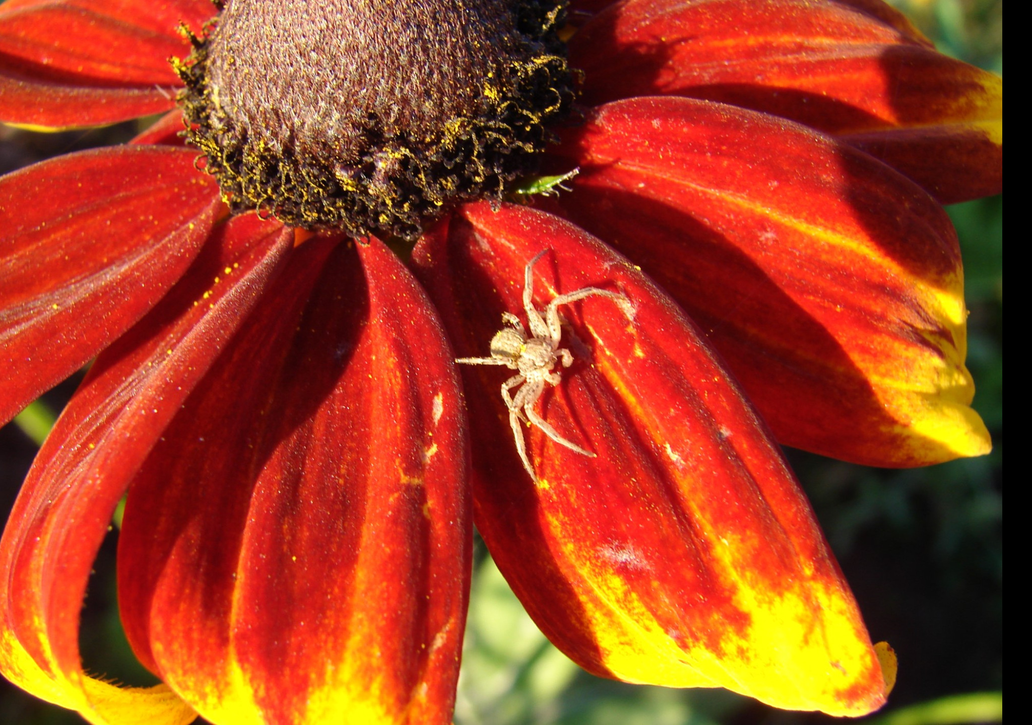 Tapeta rudbekia