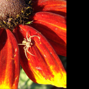 Tapeta rudbekia