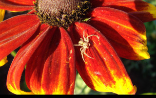 Tapeta rudbekia