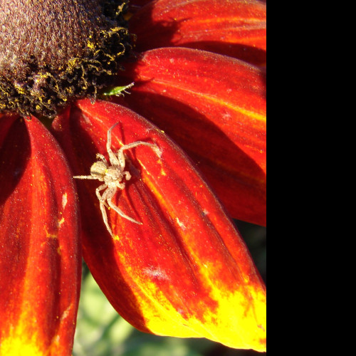 Tapeta rudbekia