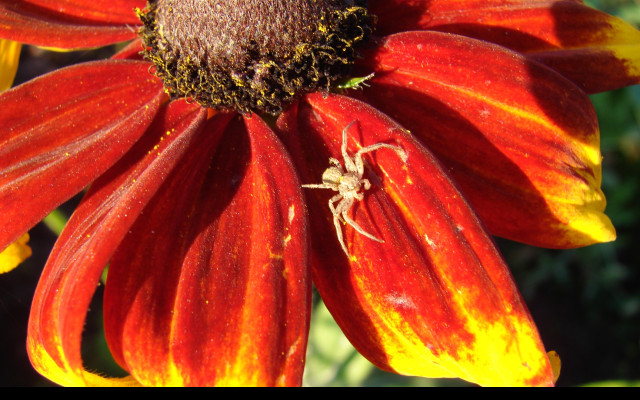 Tapeta rudbekia