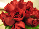 Tapeta Rudé růže