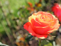 Tapeta Růže60