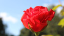 Tapeta Růže 45