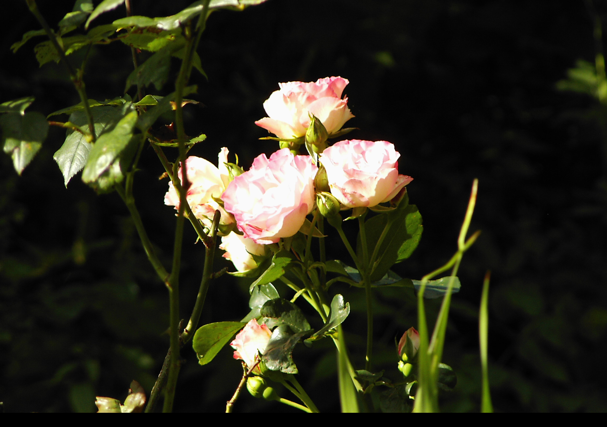 Tapeta ruze_v_prirode