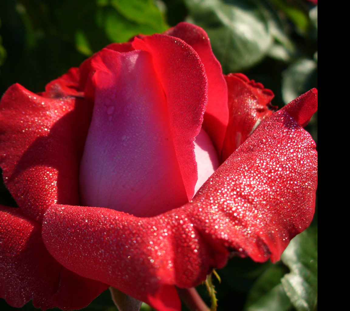 Tapeta ruze_za_rosy