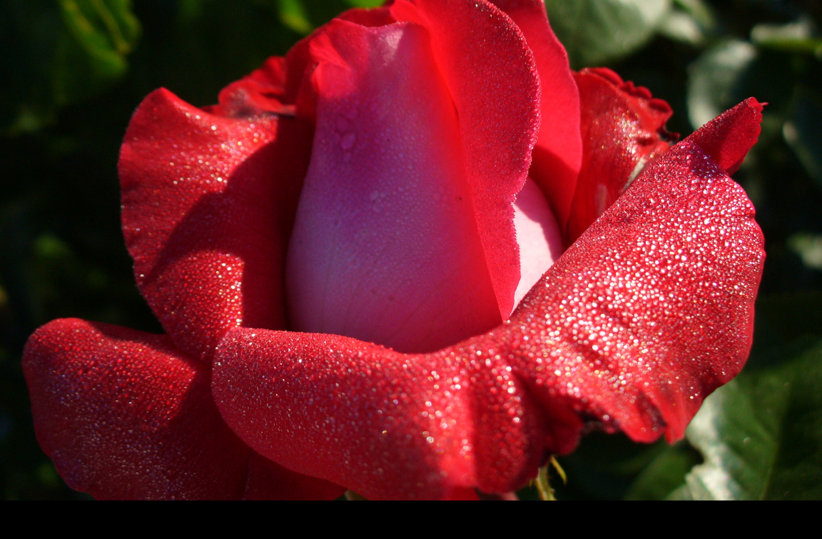 Tapeta ruze_za_rosy