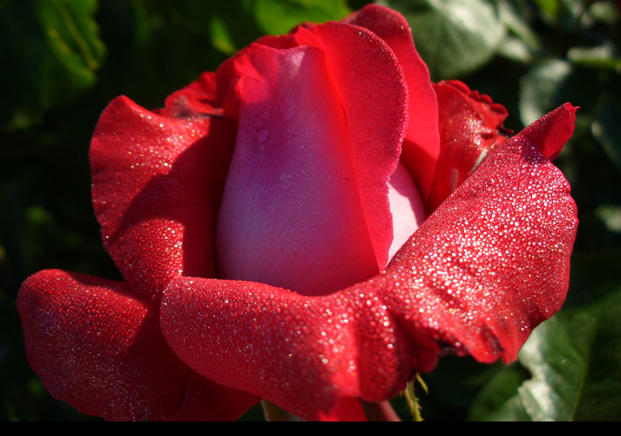 Tapeta ruze_za_rosy